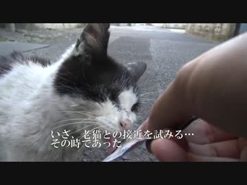 【傷有閲覧注意】負傷した老猫の接近に挑む