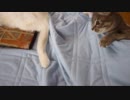 さくらちゃん新しい遊び