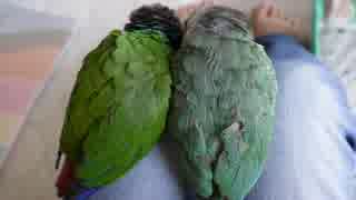 ウロコインコ：チビハル【2つの緑】