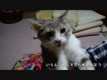 バーサーカーとなった猫