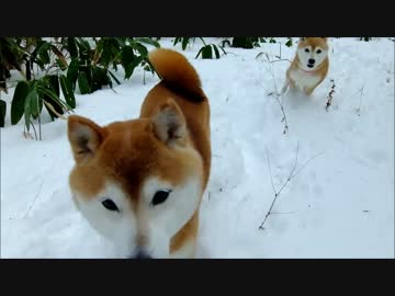 柴犬ひかいちと猫ミルキー　それぞれの雪遊び