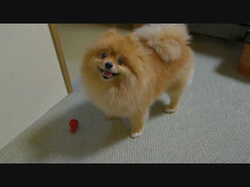 チラチラ振り返るポメラニアン