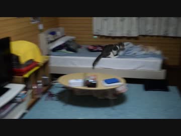 バーサーカーとなった猫，疲れる