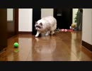 またまたボールあそび