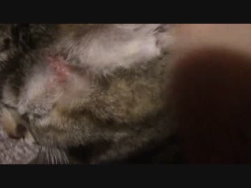 拾いねこ＠生後1296/1263日目　傷はまだ治らないですね。