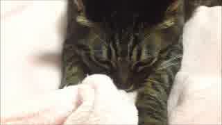 ちゃあさんのふみふみ