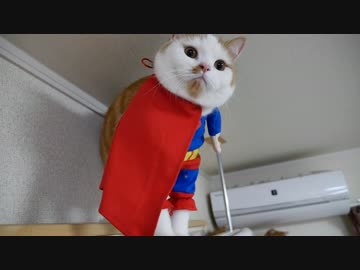 【マンチカンズ】頑張れ！スーパーニャン！