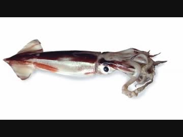 ゲソの極み乙女。「私以外ワタじゃないの」