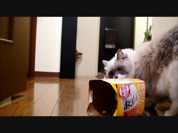 猫＋ビールの紙パック＝家出？