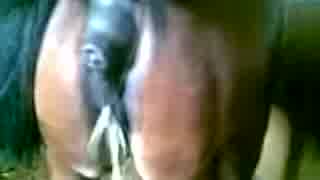 発情期の牝馬について ニコニコ動画