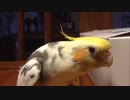 トントンするオカメインコ