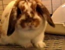 不機嫌なうさぎ