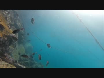 【水中カメラ】水中から海を見てみよう！松浦でイカ釣り