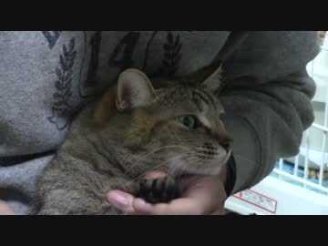 拾いねこ＠生後1297/1264日目　爪きりー。