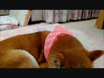 柴犬ひかりのはためくスカーフ　