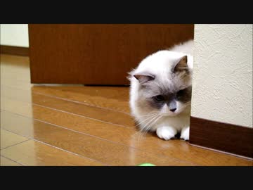 お猫様が呼んでいる