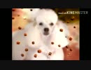 犬のCMまとめた