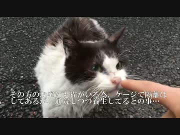 【傷有閲覧注意】負傷した老猫の投薬に挑む