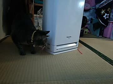 猫がぐるぐるする動画！！