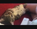 ご主人様に返事する指原莉乃の猫がかわいい