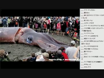 [2016.01.11]永井兄弟　動画鑑賞(2/3)