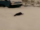 我が家の猫が初めて雪を見たら