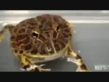 カエルの絶叫集（再うp）