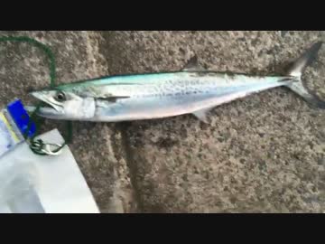 【音量調節版】ほーじのアウトドアin舞鶴_お正月の初釣り編_part1