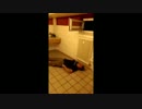 【4chan】WEBM動画集【MAD】