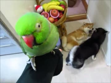 師走のゆずりょう＆ローズちん（１６年１月２５日）