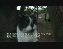個性抜群の新顔猫のモフりに挑む