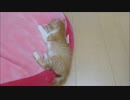 ルゥ君、そのままだと落ちるぞ～～？