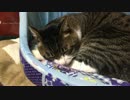 うちの猫の寝姿を撮影してみた（20160125）