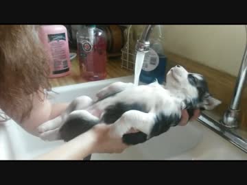 温かいシャワーにうっとりするハスキーの赤ちゃん