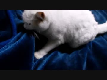 毛布を見ると無条件でモフモフしちゃうネコ2