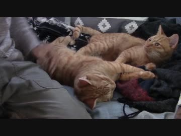 ねこねこがやってきた part１７