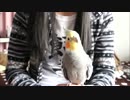 ピンクの箱でちょっと鳴くオカメインコ