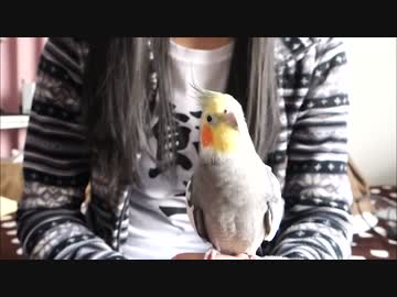 ピンクの箱でちょっと鳴くオカメインコ