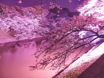 【バンブラＰ】裏桜華-CODE：桜樺-を耳コピした