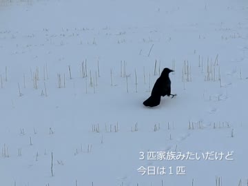 日々の料理をまとめてみた♯２３　-8食-