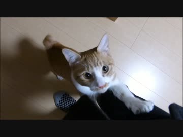 1日お留守番した後のルゥ君、とてつもなく甘えてきました(=^・^=)