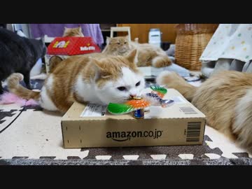 【マンチカンズ】バランス鳥と猫一家