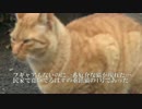 からあげ猫、姿を消した兄弟の探索に出る