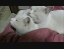 嫌がられてもしつこくペロペロ