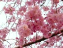 【桜】歌ってみた【コブクロ】