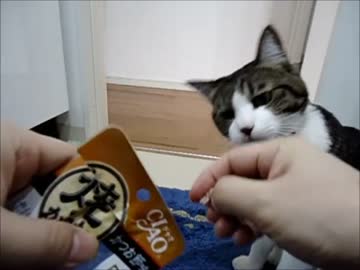 【猫動画】おやつをあげてみた【ただ食べてるだけ】