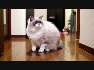 今日も元気にボールの遊び