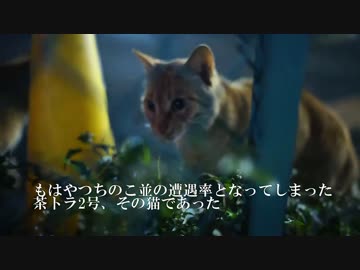 久しぶりに視界が茶トラ色