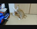 ルゥ君が一番興奮したおもちゃが意外でした(笑)