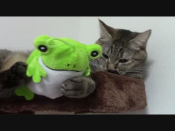 拾いねこ＠生後1302/1269日目　つきにょんとらいおん